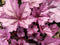 Heuchera - 'Wildberry' DOLCE® Coral Bells