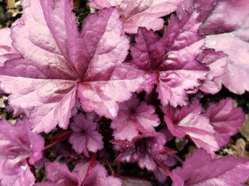 Heuchera - 'Wildberry' DOLCE® Coral Bells