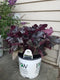 Heuchera - ‘Black Pearl' Primo™ Coral Bells