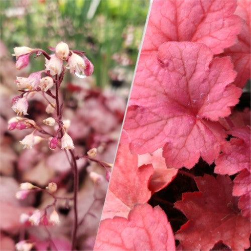 Heuchera - ‘Georgia Peach' Coral Bells