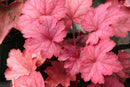 Heuchera - ‘Georgia Peach' Coral Bells