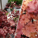 Heuchera - ‘Cherry Truffles' Dolce® Coral Bells