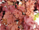 Heuchera - ‘Cherry Truffles' Dolce® Coral Bells