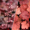 Heuchera - ‘Fire Alarm' Coral Bells