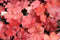 Heuchera - ‘Fire Alarm' Coral Bells