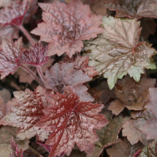 Heuchera - 'Palace Purple' Coral Bells