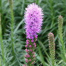 Liatris - 'Kobold'