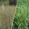Miscanthus - 'Purpurascens' Flame Grass Maiden Grass