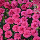 Dianthus - ‘Double Bubble' Pretty Poppers® Pinks