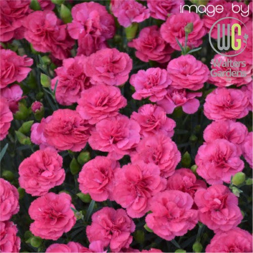 Dianthus - ‘Double Bubble' Pretty Poppers® Pinks