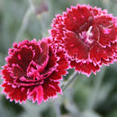 Dianthus - ‘Black Cherry Frost' Fruit Punch® Pinks