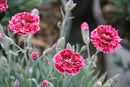 Dianthus - ‘Black Cherry Frost' Fruit Punch® Pinks