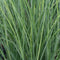 Miscanthus - ‘Gracillimus' Maiden Grass