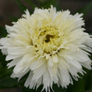 Leucanthemum - ‘Goldfinch' Shasta Daisy