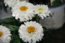 Leucanthemum - ‘Goldfinch' Shasta Daisy