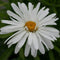 Leucanthemum - 'Whoops-a-Daisy' Shasta Daisy