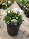 Leucanthemum - 'Whoops-a-Daisy' Shasta Daisy