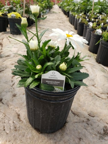 Leucanthemum - 'Whoops-a-Daisy' Shasta Daisy