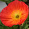 Papaver - ‘Champagne Bubbles’ Iceland Poppy