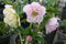 HELLEBORUS  -  ‘Flower Girl' WEDDING PARTY™ Lenten Rose