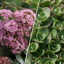 Sedum - Sunsparkler® 'Lime Zinger' Stonecrop