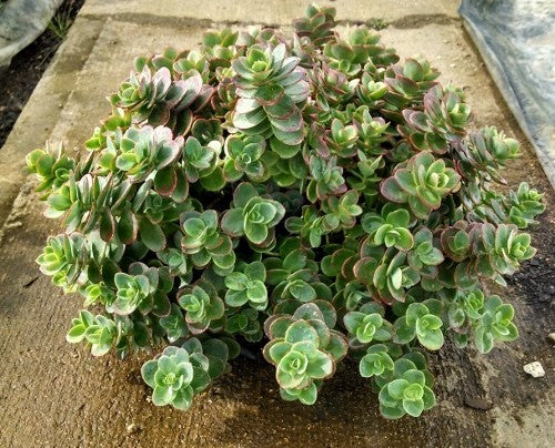 Sedum - Sunsparkler® 'Lime Zinger' Stonecrop