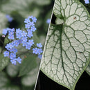Brunnera - ‘Jack Frost' Siberian Bugloss