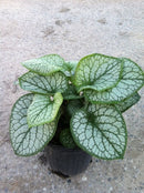 Brunnera - ‘Jack Frost' Siberian Bugloss
