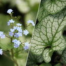 Brunnera - ‘Alexander's Great' Siberian Bugloss