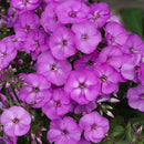 Phlox - Ka-Pow™ ‘Lavender' Garden Phlox