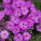 Phlox - Ka-Pow™ ‘Lavender' Garden Phlox