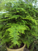 Lace Fern Asparagus Plumosa