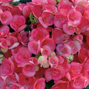 Begonia - 'Rieger' Assorted Colors