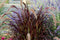 Pennisetum - 'Rubrum' Purple Fountain Grass