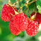 Rubus - 'Nova' Red Raspberry