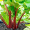 Rhubarb - 'Crimson Red'