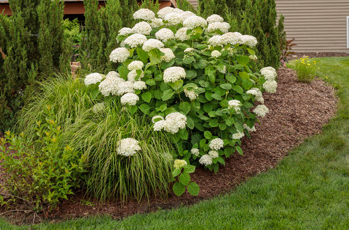 Hydrangea - 'Incrediball' Smooth Hydrangea