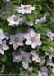 Clematis - 'Still Waters®'