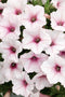 Petunia - Supertunia Vista 'Silverberry'
