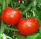 Tomato - Chef Jeff 'Rutgers Select' Heirloom