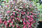 Weigela - 'Midnight Wine Shine®'
