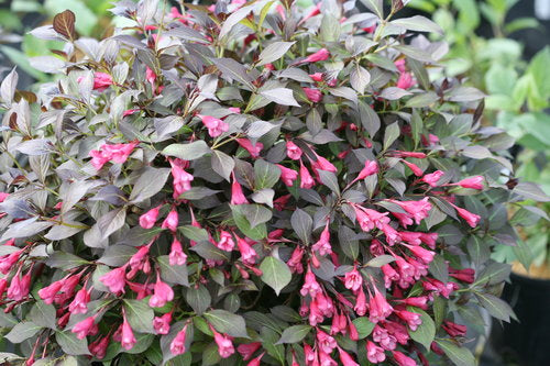 Weigela - 'Midnight Wine Shine®'